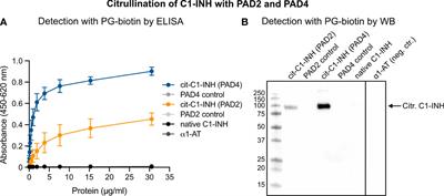 Citrullination of C1-inhibitor as a mechanism of impaired complement regulation in rheumatoid arthritis